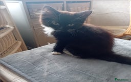 British Shorthair cats for sale: Kittens  - Image 3