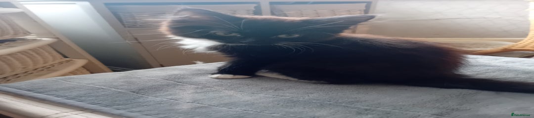 British Shorthair Kitten 2