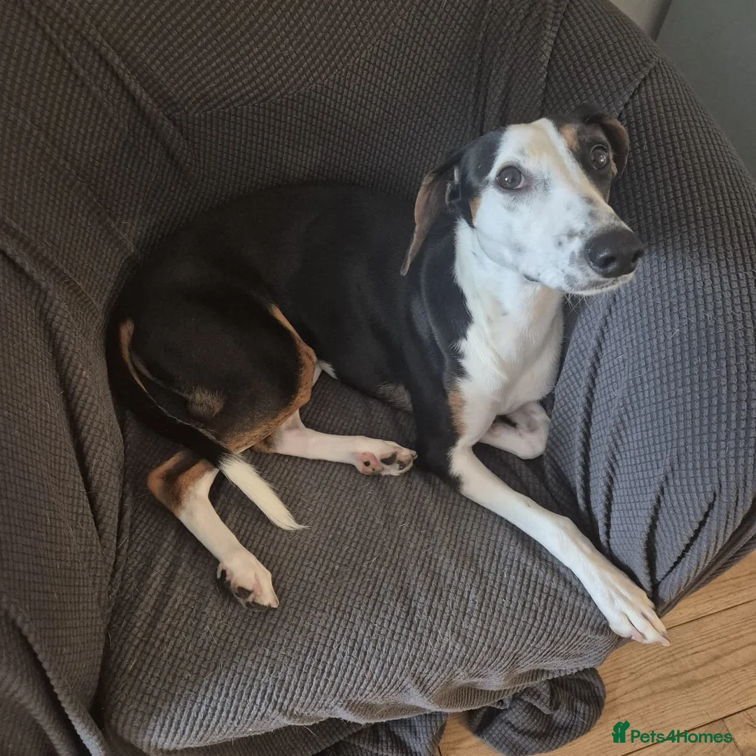 Mixed Breed dogs for sale: Loving 18-Month-Old Dog Needs Home - Advert 7