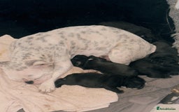 French Bulldog dogs for sale: French bulldog  - Image 10