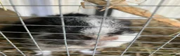 Guinea Pig rodents for sale: Two male Guinea pigs for sale with hutch  in Liverpool - Advert 3