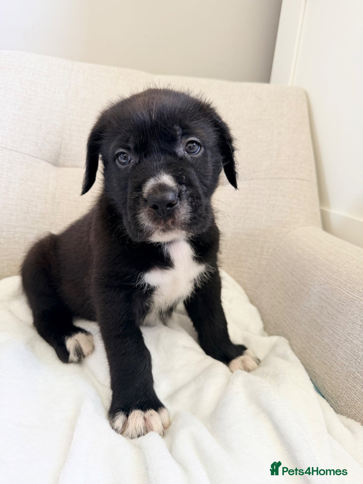 Mixed Breed dogs GIANT FLUFFY PUPS: F1 Old English Bordeaux Cross! - Advert 5