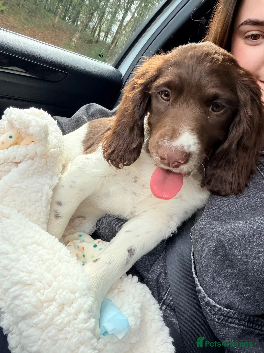 English Springer Spaniel dogs for sale: 3 Month old Springer Spaniel Male  in Airdrie - Advert 12