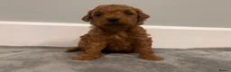 Mixed Breed dogs for sale: 🐩Asian Line Poodles-Fox Red, Apricot 🐩  - Advert 6