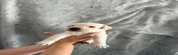 Labrador Retriever dogs for sale: Labrador Puppies Looking For Their Forever Homes  - Advert 25