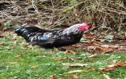 Chickens poultry for sale: Pekin Bantam Breeding Cockerels - Image 4