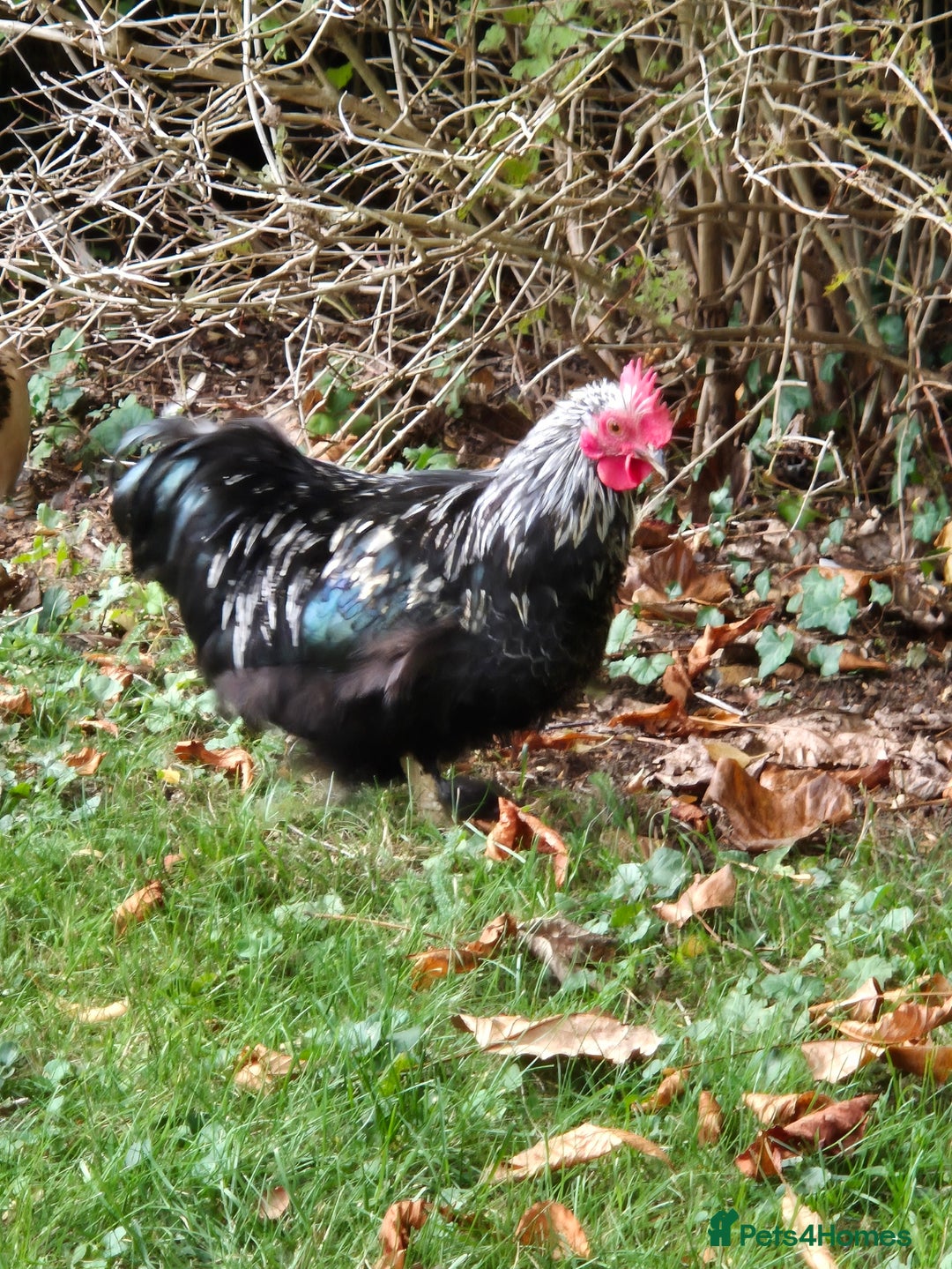 Chickens poultry for sale: Pekin Bantam Breeding Cockerels - Image 4
