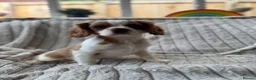 Cavalier King Charles Spaniel dogs for sale: 2 Blenheim cavalier King Charles spaniel boys  - Advert 29
