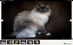 Burmese cats for sale: Exquisite Tonkdolls - Image 4