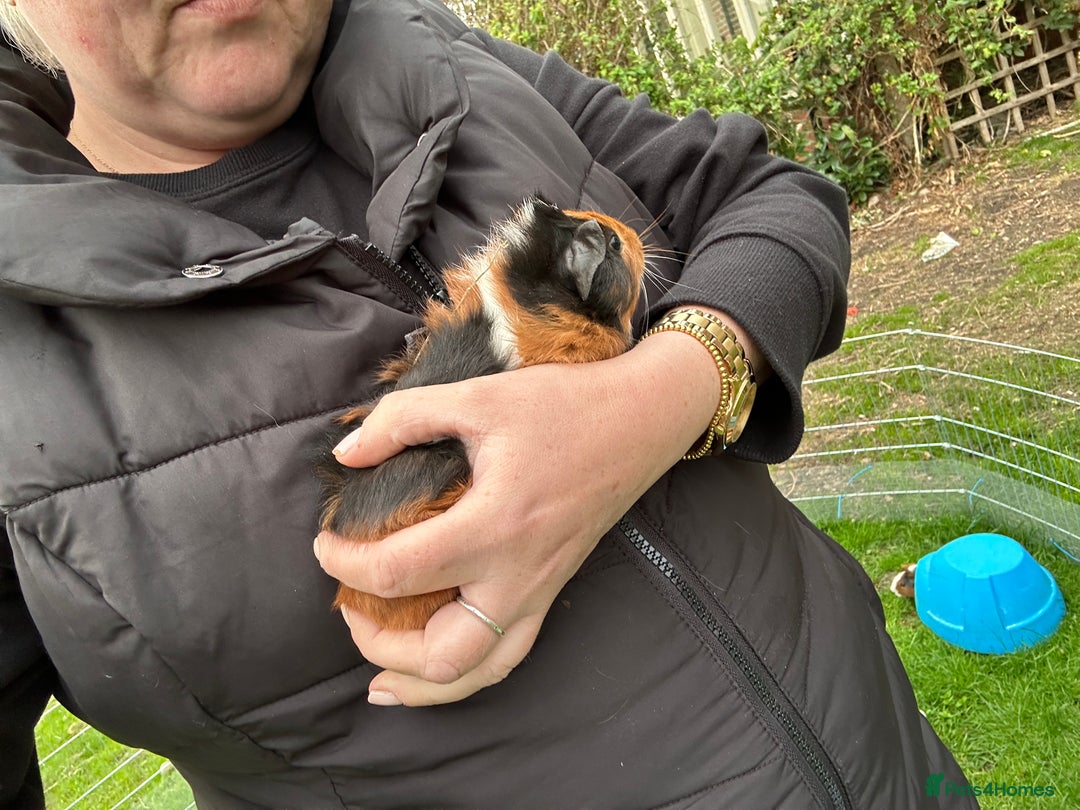 Guinea Pig rodents for sale: Baby Guinea Pigs ready now - Image 8