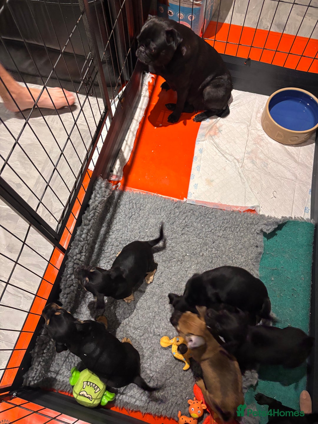 Jug dogs for sale: Beautiful jug puppies for sale  - Image 8