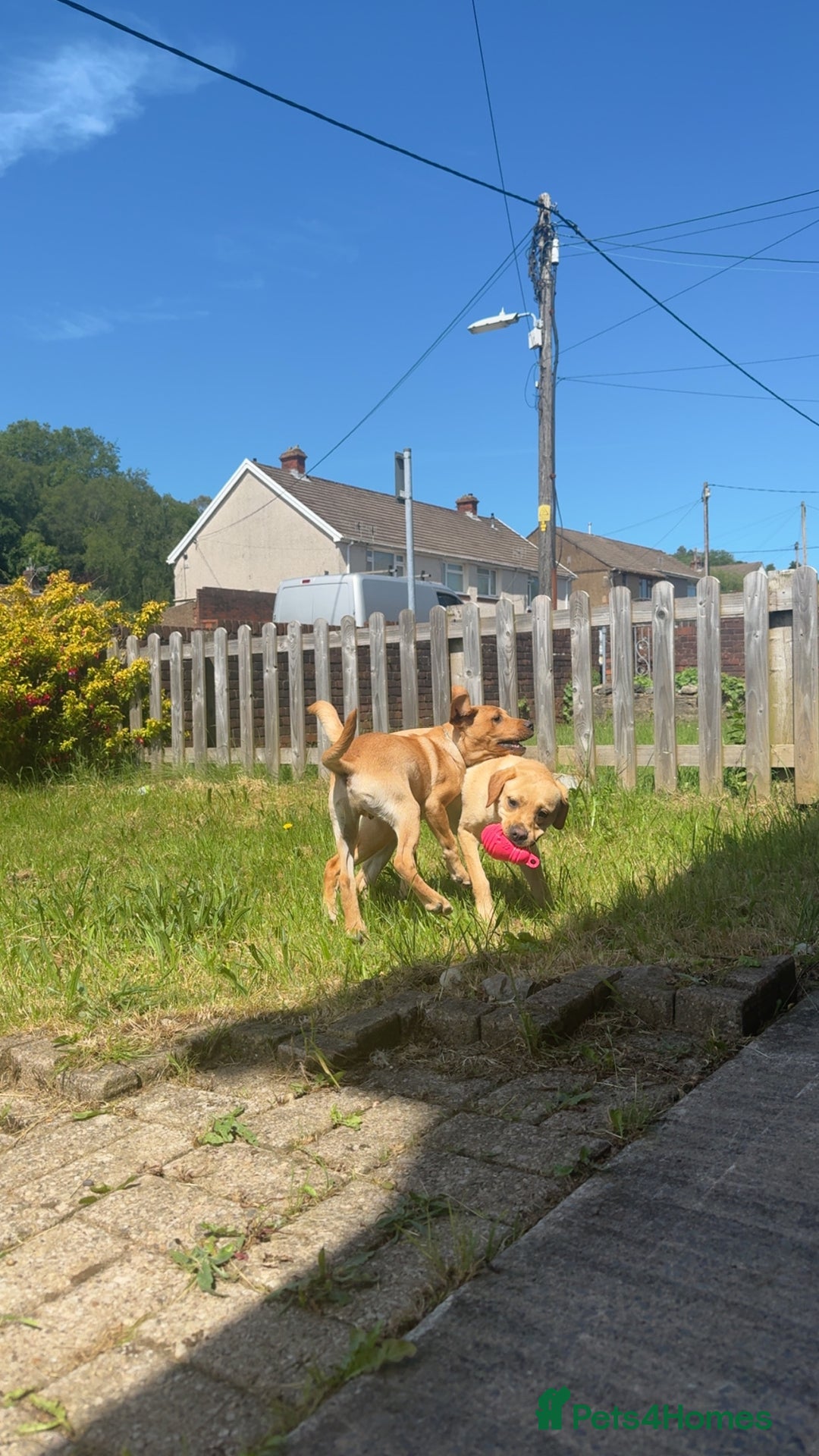 Labrador Retriever dogs for sale: Lenny & Bee - Advert 4