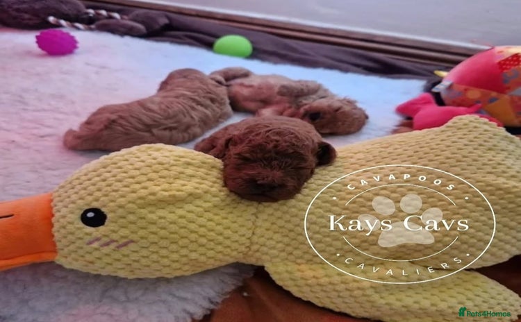 Cavapoo dogs - Advert 2