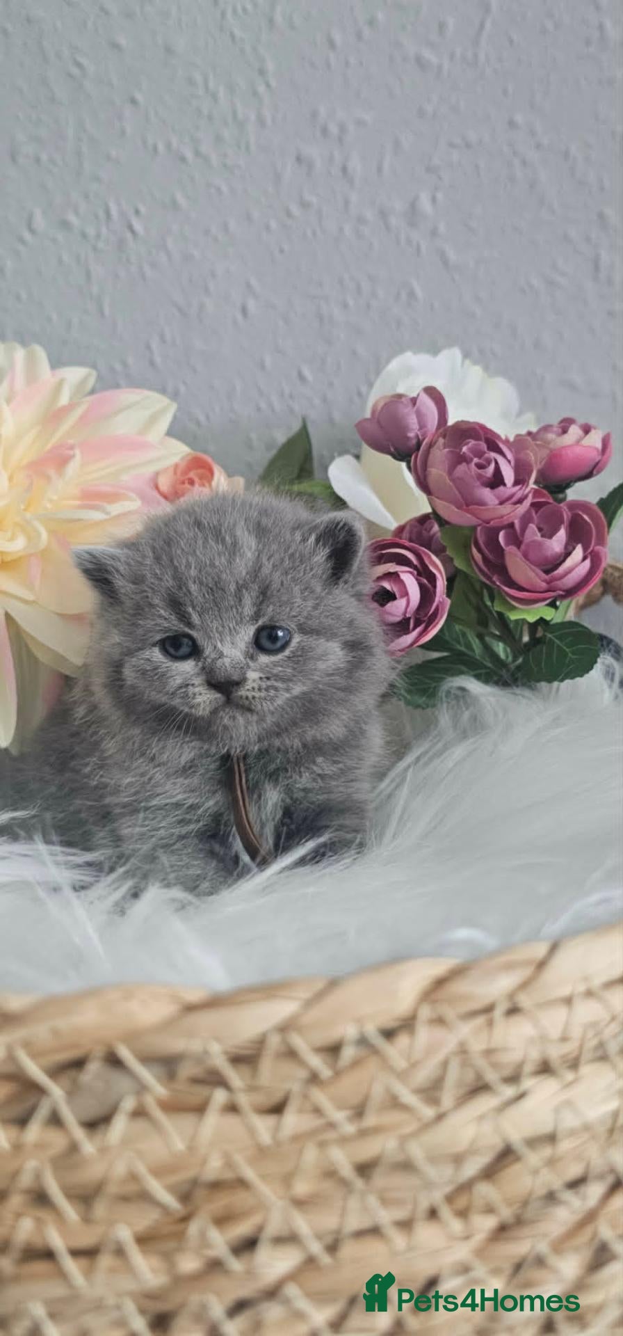 British Shorthair cats GCCF Registered British Shorthair Kittens - Advert 1