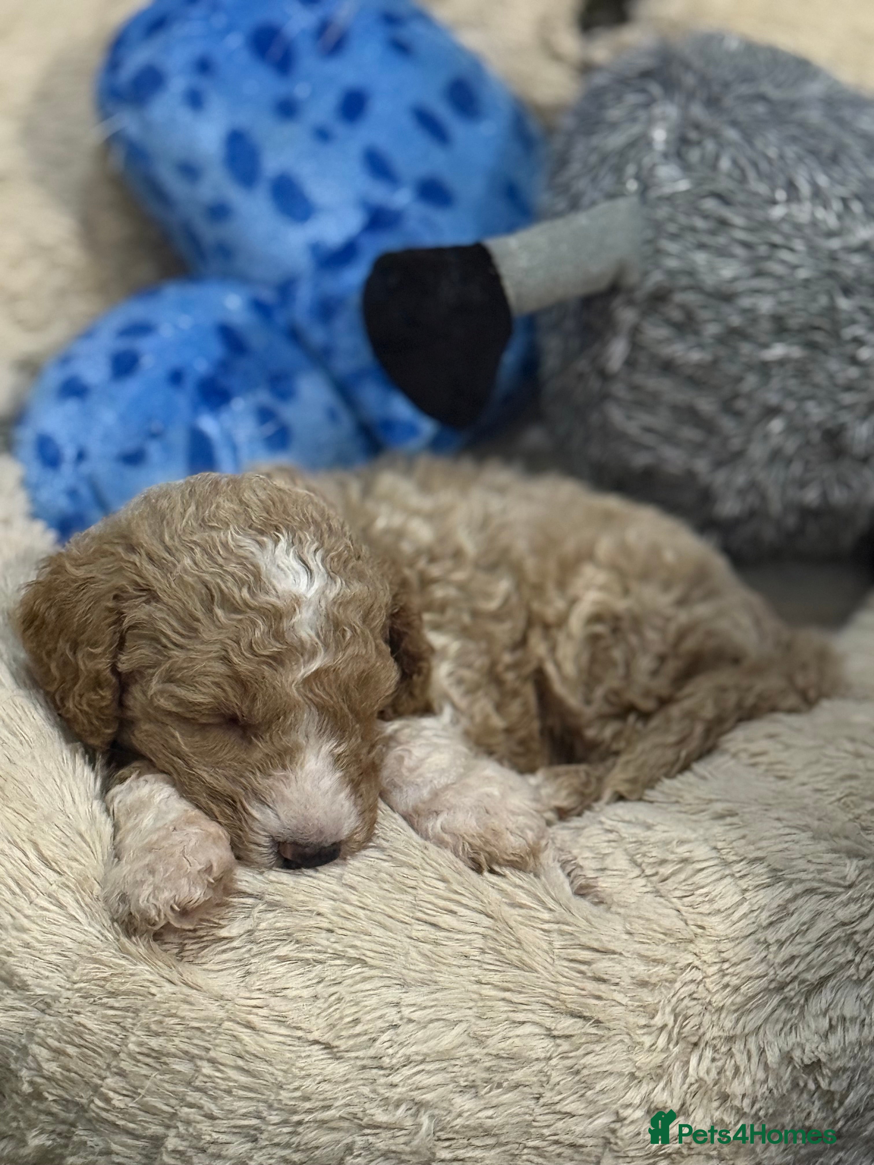 Australian Labradoodle dogs 5* health tested Australian labradoodles - Advert 1