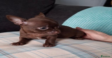 Chihuahua dogs - Advert 11
