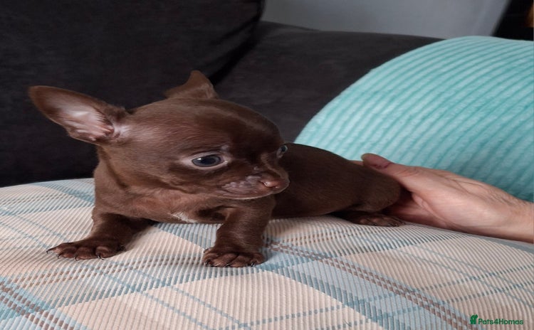 Chihuahua dogs - Advert 3