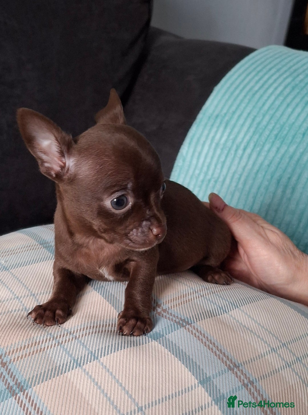 Chihuahua dogs for sale: Chihuahua puppies Tiny qty 2 remain - Image 2