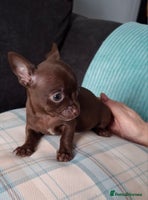 Chihuahua dogs - Advert 11