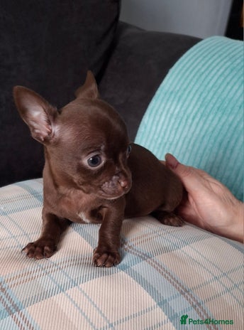 Chihuahua dogs - Advert 1