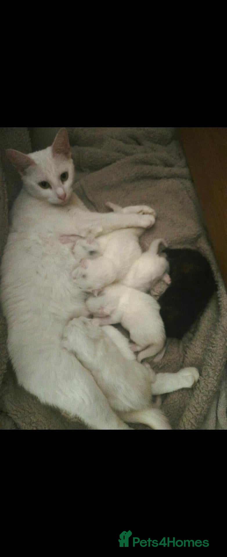 Turkish Angora cats Turkish angora kittens - Advert 4