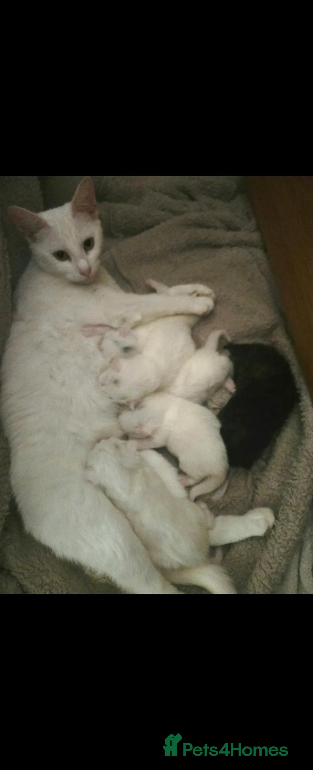 Turkish Angora cats for sale: Turkish angora kittens - Advert 1