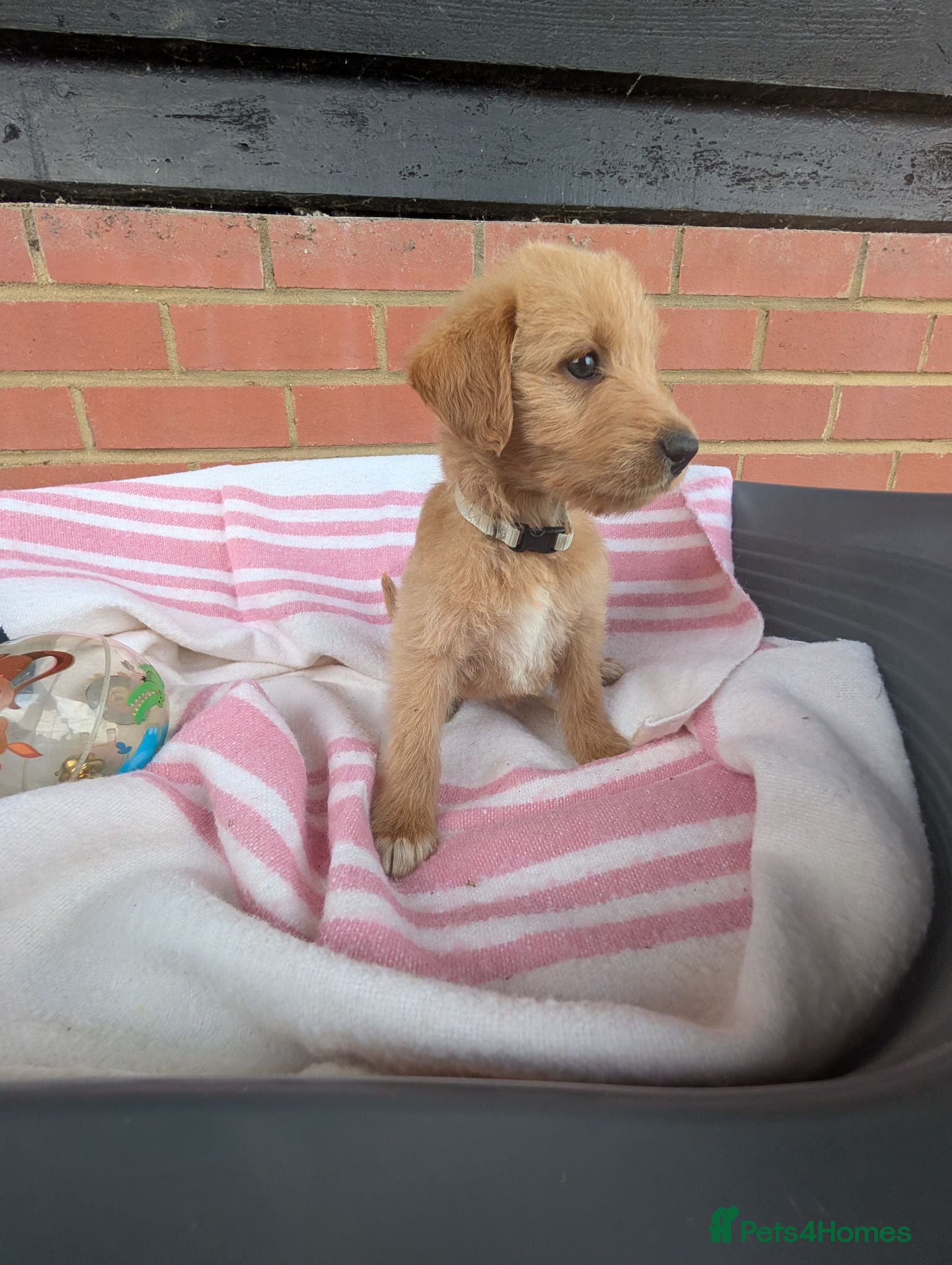 Australian Labradoodle dogs Stunning Red Australian Labradoodle puppies  - Advert 1