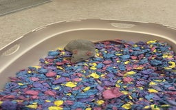 Rat rodents for sale: 2 x 7 week old rats for sale - Image 2