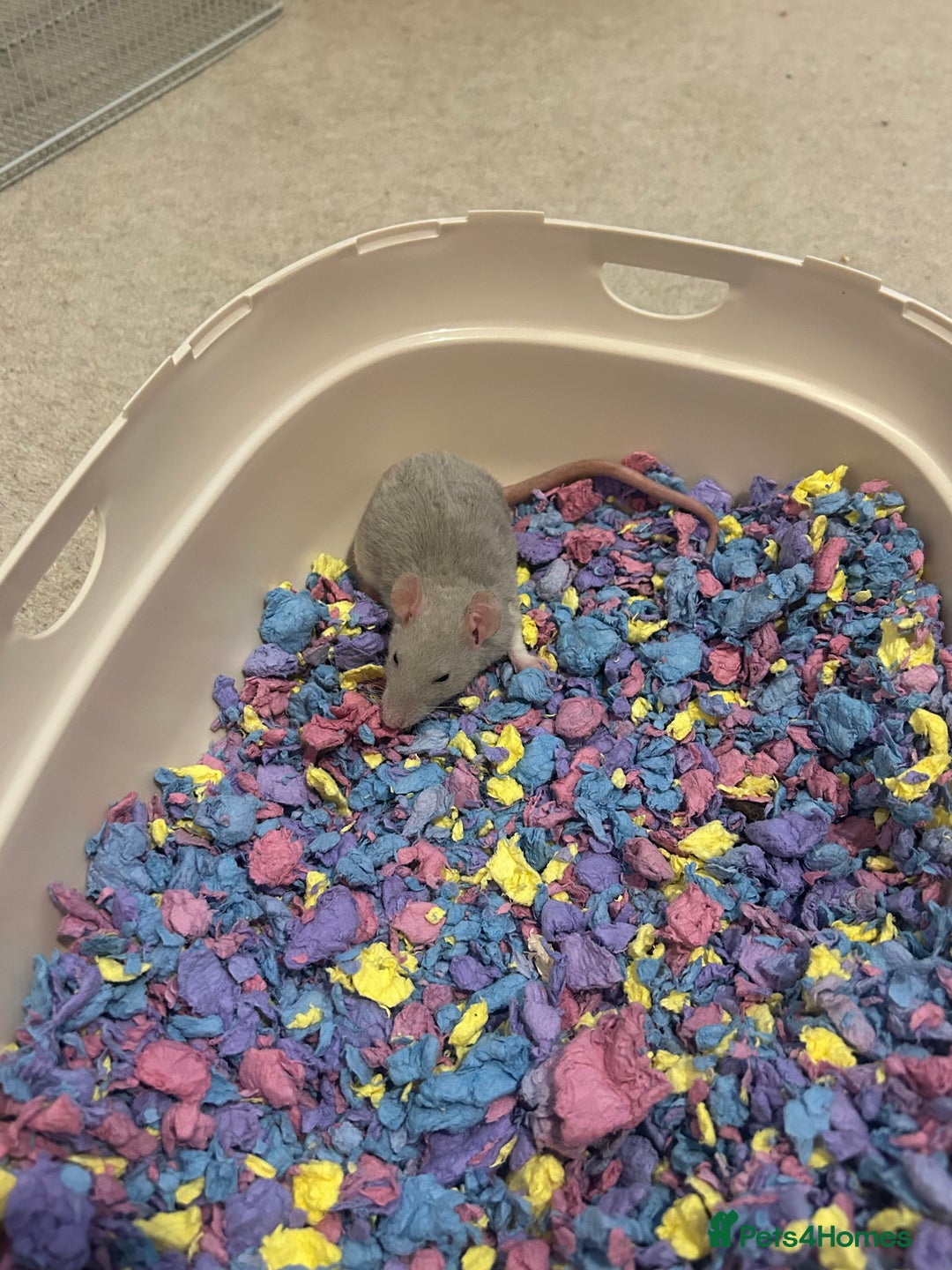 Rat rodents for sale: 2 x 7 week old rats for sale - Image 2