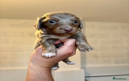 Dachshund dogs for sale: MINIATURE LONGHAIRED KC ISABELLA DACHSHUND PUPS - Image 5