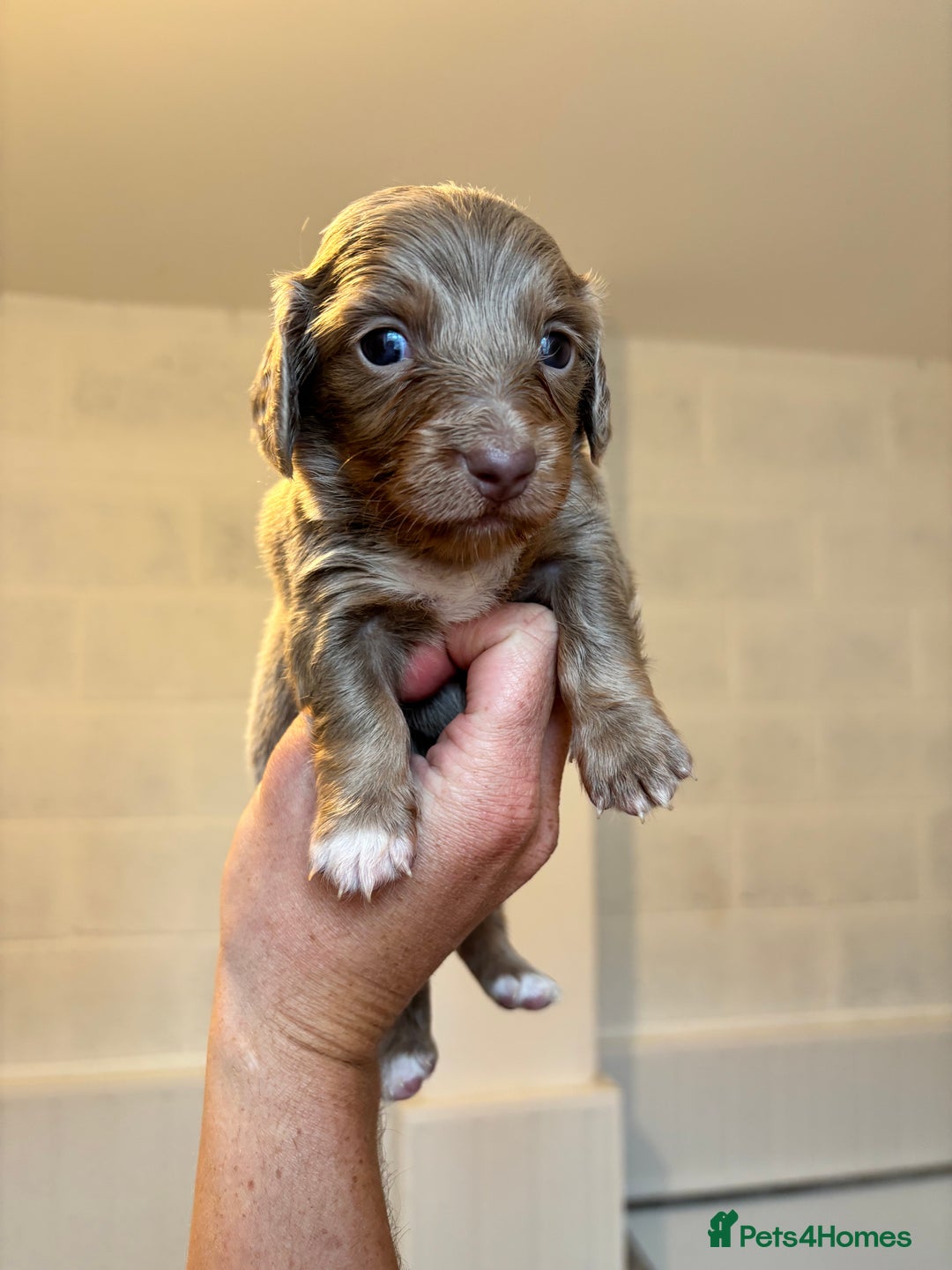 Dachshund dogs for sale: MINIATURE LONGHAIRED KC ISABELLA DACHSHUND PUPS - Image 5