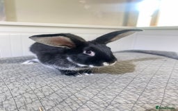 Mixed Breed rabbits for sale: Bunnies in Cheddar - Image 7