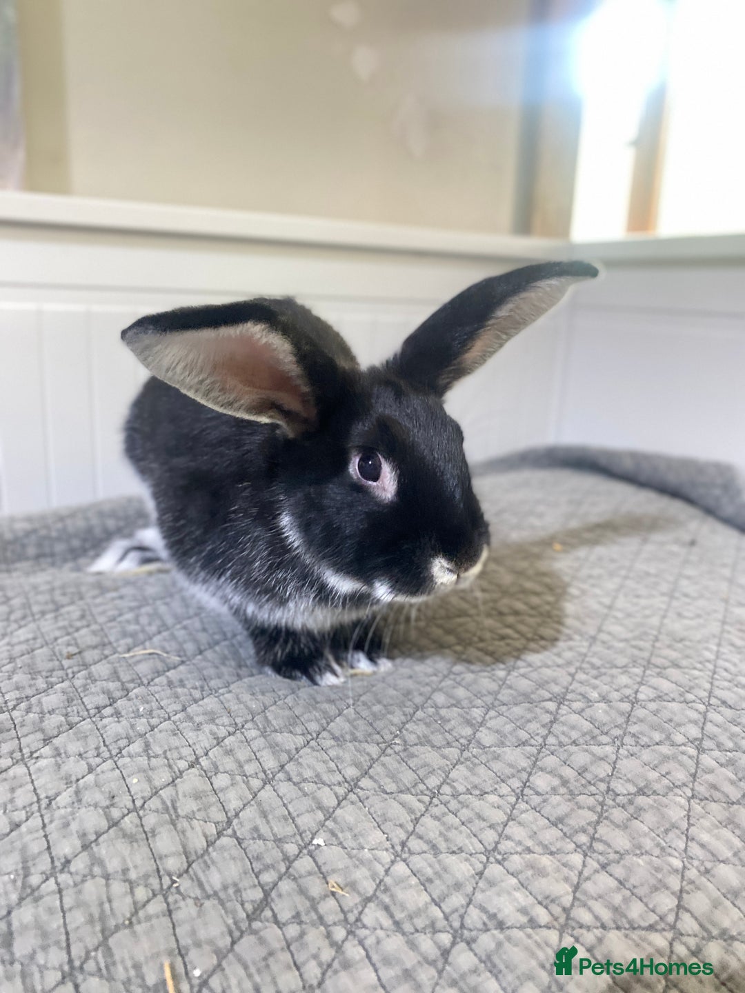 Mixed Breed rabbits for sale: Bunnies in Cheddar - Image 7