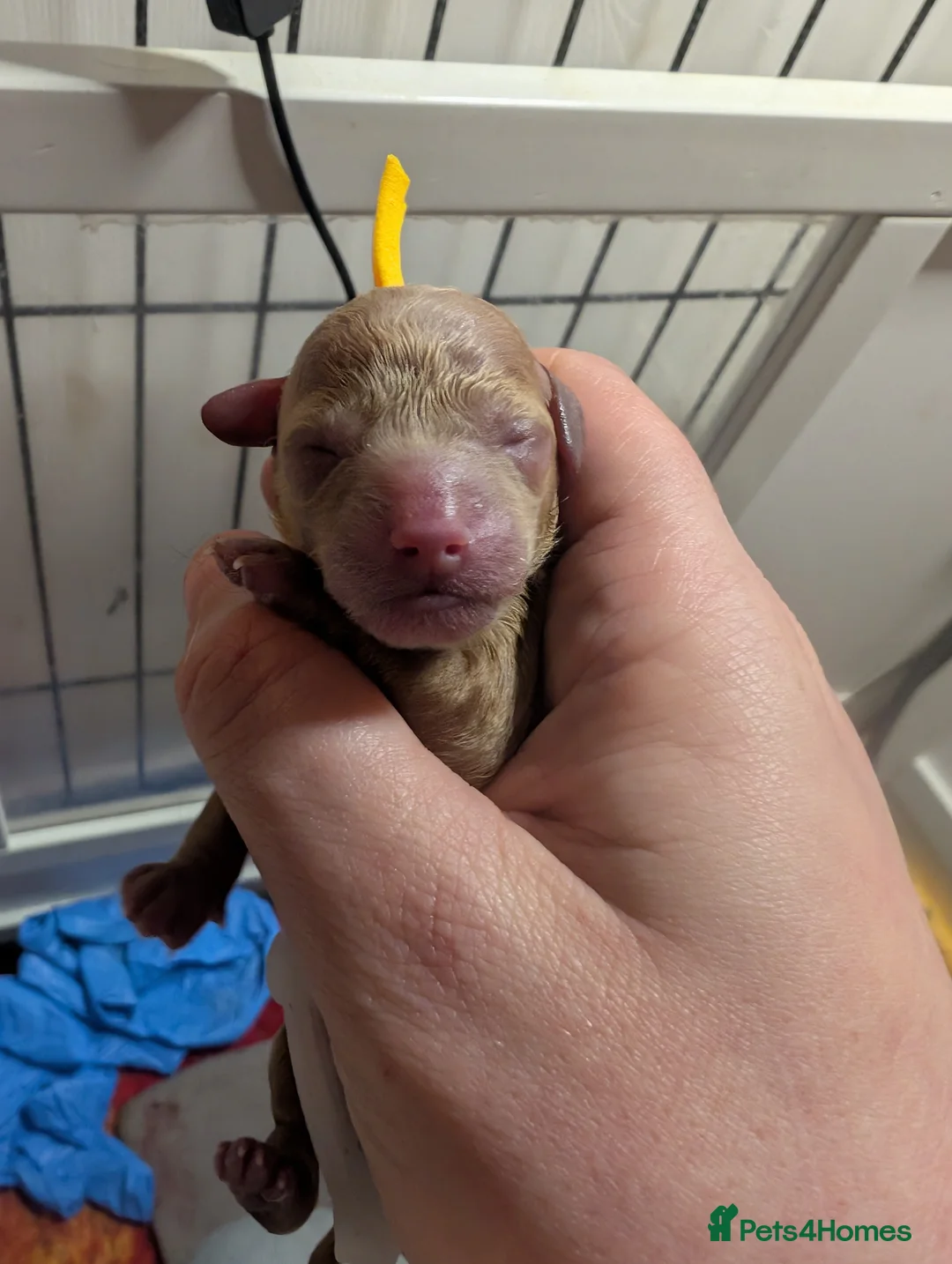 Toy Poodle dogs for sale: Gorgeous red Asian toy poodle boys - Advert 10