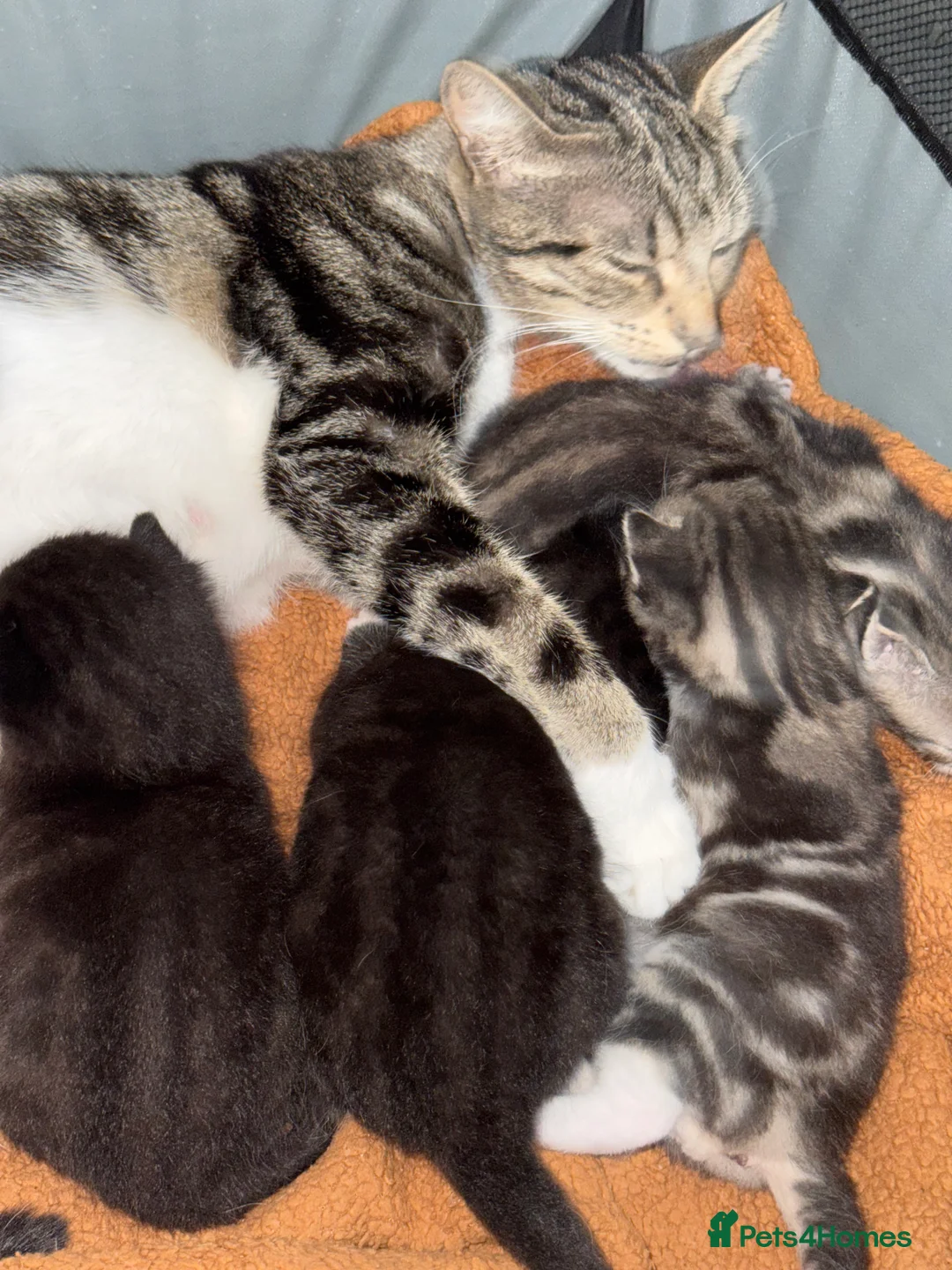 Bengal cats for sale: Cute fluffy Bengal cross kittens  - Advert 4