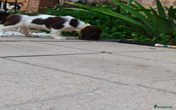 English Springer Spaniel dogs for sale: ESS girl puppies  - Image 21