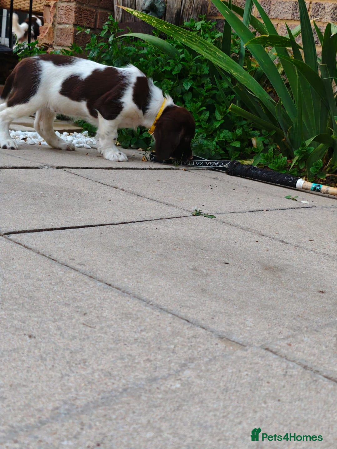 English Springer Spaniel dogs for sale: ESS girl puppies  - Image 21