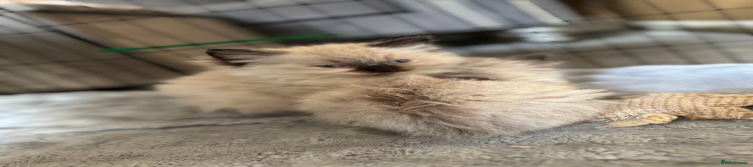 Seal point girl (april 16th)