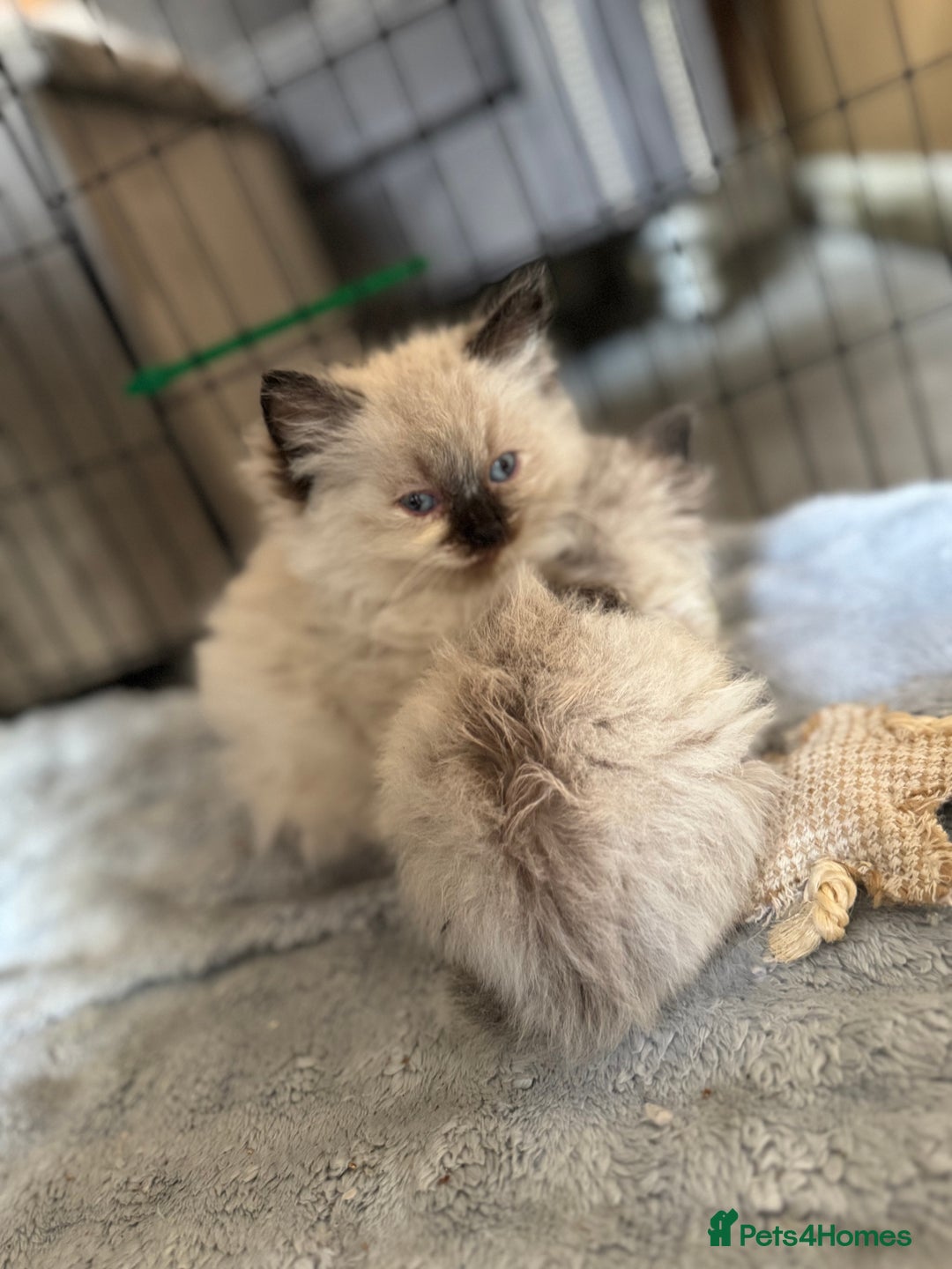 Ragdoll cats for sale: Ragdoll Kittens Ready Now🐾💕 - Image 6