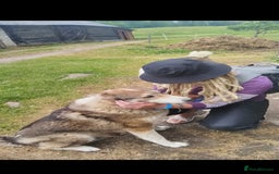 Saarloos Wolfdog dogs for sale: WEST SIBERIAN LAIKA 3 MONTHS OLD - Image 5
