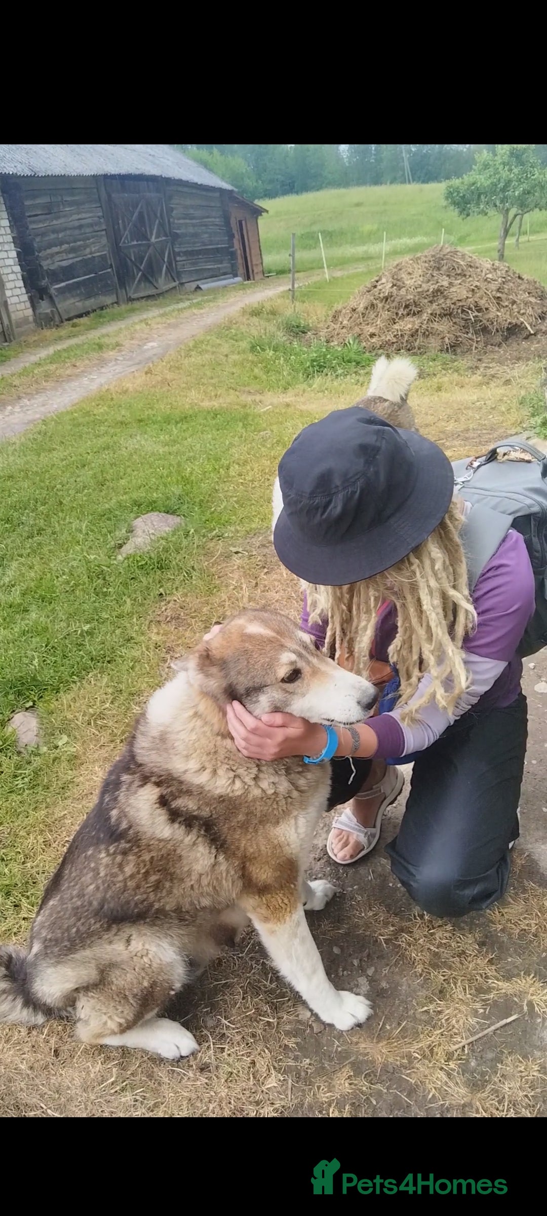 Saarloos Wolfdog dogs for sale: WEST SIBERIAN LAIKA 3 MONTHS OLD - Image 5