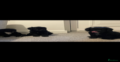 Cavapoo dogs - Advert 7