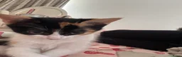 Mixed Breed cats for sale: Beautiful kittens!!  - Advert 12