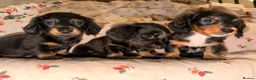 Dachshund dogs for sale:  Dachshunds 4 girls,5 boys 3 wired haired 6 smooth - Advert 3