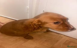 Cockapoo dogs for sale: 3 girl cockerspaniel/cockapoo pups left  - Image 5