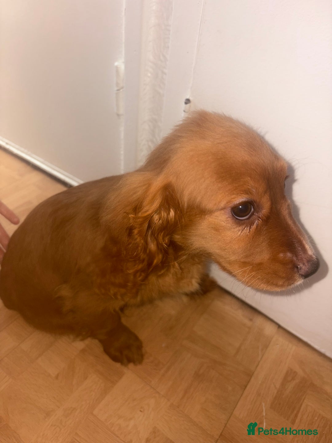 Cockapoo dogs for sale: 3 girl cockerspaniel/cockapoo pups left  - Image 5