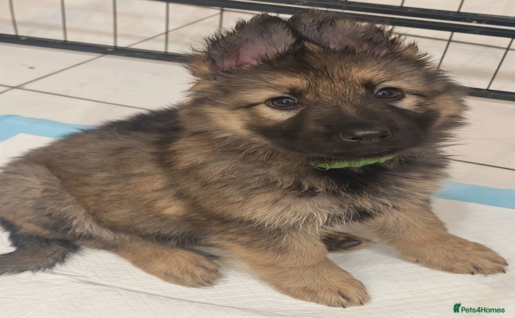German Shepherd dogs - Advert 15