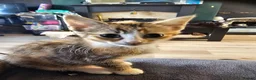 Mixed Breed cats for sale: 4 adorable female kittens for sale  - Advert 14