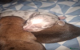 Chiweenie dogs for sale: Chweenies  - Image 6