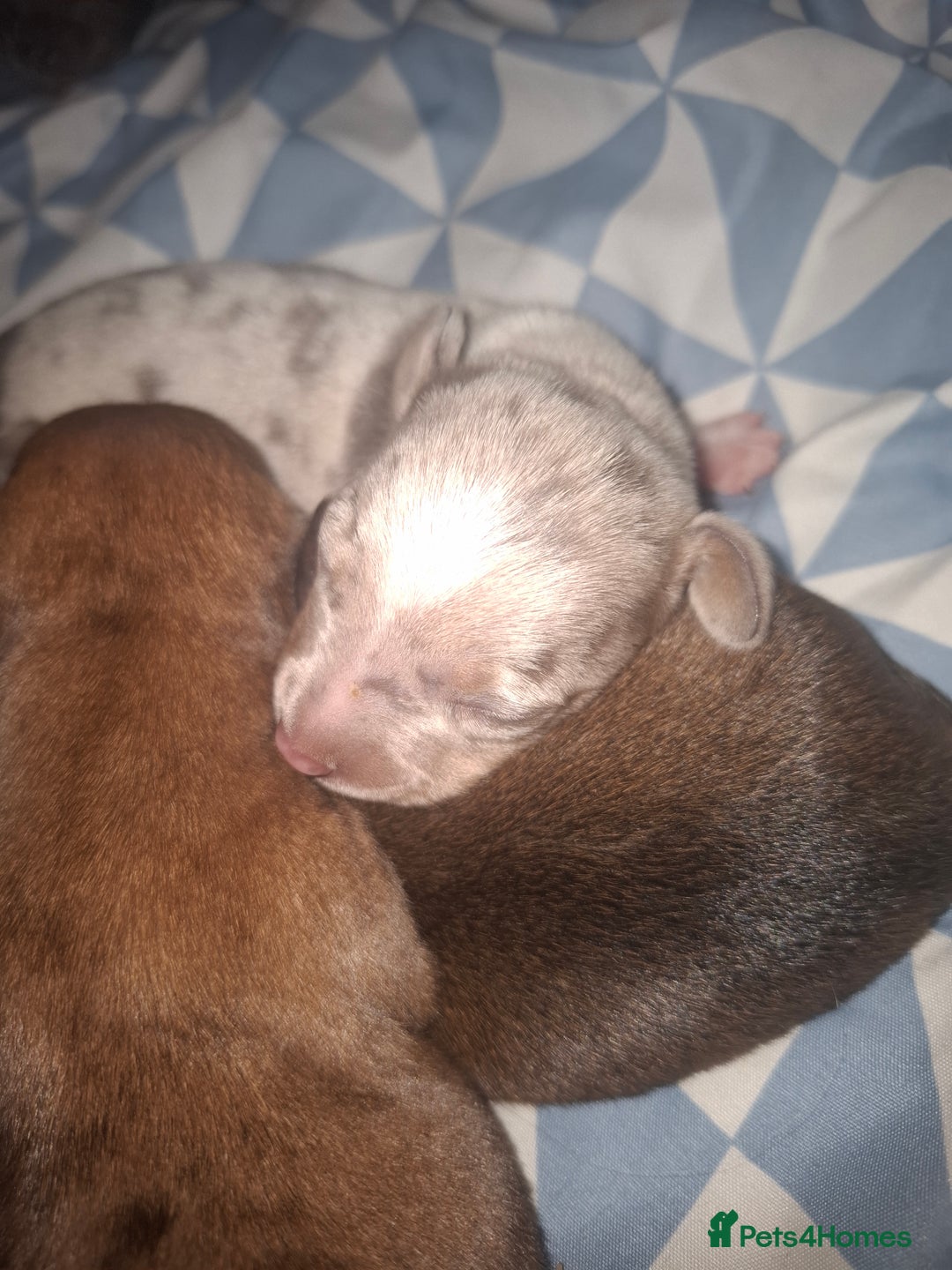 Chiweenie dogs for sale: Chweenies  - Image 6